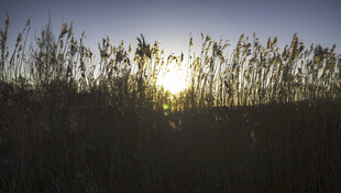 夕阳下的芦苇美景