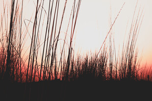 夕阳下的芦苇剪影