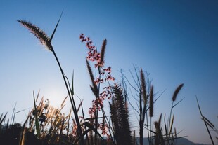 夕阳下的野草与蓝天美景