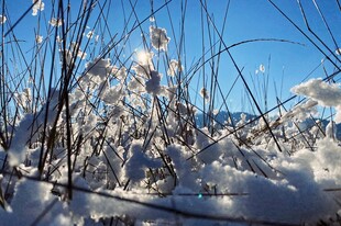 雪覆枯草
