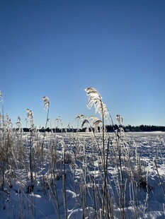 冬日雪地中的芦苇景观
