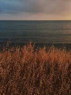 海边暮色中的枯黄野草