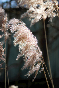 风中摇曳的轻柔芦苇