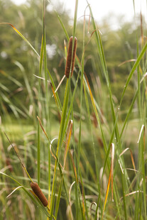 野外芦苇丛景观