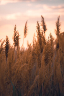 夕阳下的芦苇丛美景
