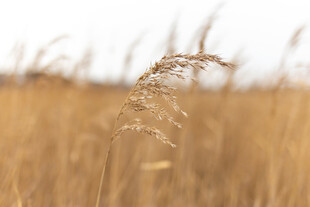 金黄芦苇荡中的摇曳枝茎
