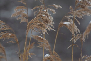 雪覆芦苇