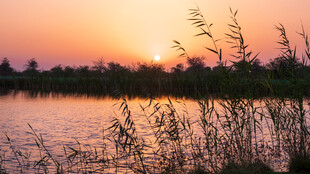 夕阳下的湖畔芦苇美景