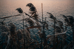 夕阳下的芦苇随风摇曳