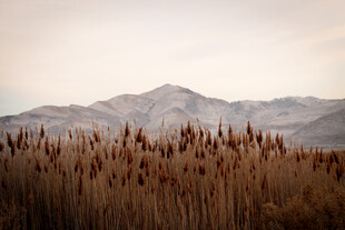 芦苇荡前的壮丽山脉景观