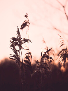 夕阳下的芦苇剪影
