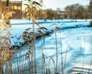 冬日河畔覆雪芦苇美景