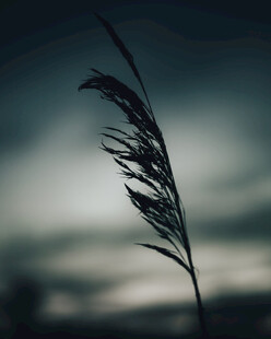 风中芦苇
