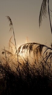 夕阳下的芦苇剪影