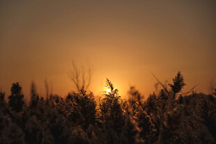夕阳下的麦田美景