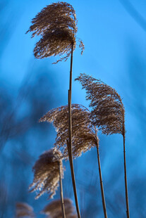 蓝天下摇曳的芦苇