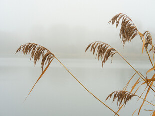 雾中芦苇