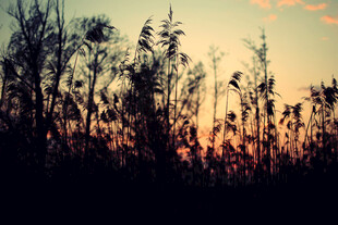 夕阳下的芦苇剪影