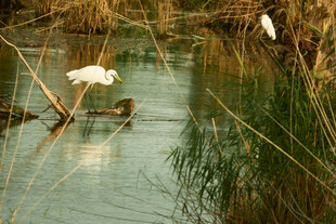白鹭栖息于水边湿地
