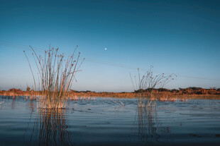 静谧水域中的芦苇景观