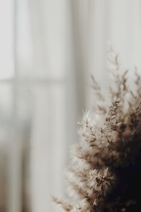 室内模糊背景中的植物特写