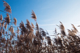 蓝天映衬下的摇曳芦苇
