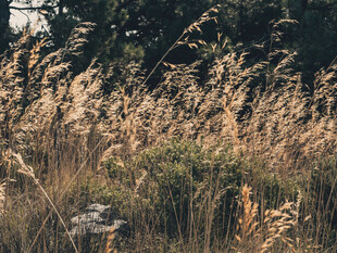 秋日旷野中的金黄芦苇