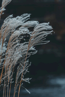 霜覆芦苇