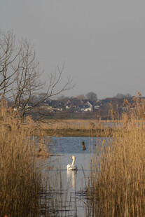 湖畔芦苇间的优雅天鹅