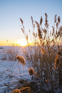 雪野芦苇映夕阳美景