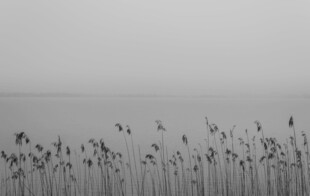 芦苇荡中的静谧自然景致