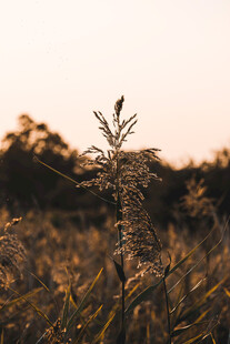 夕阳下的芦苇植物景观