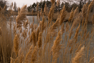 湖畔摇曳的金黄芦苇