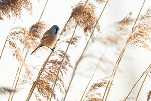 芦苇丛中栖息的小鸟
