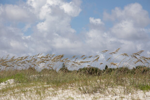 海边沙丘与蓝天白云景色