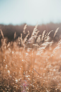 金色芦苇随风摇曳美景