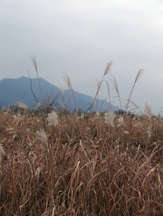 秋日旷野中的芦苇与远山