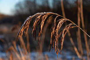 冬日里的芦苇特写