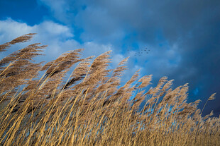风中摇曳的金黄芦苇