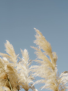 风中摇曳的白色芦苇