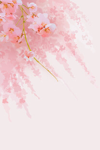 粉色烂漫樱花枝桠
