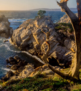 海岸边沧桑枯树立于岩石间