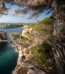 悬崖边松枝下的壮美海景