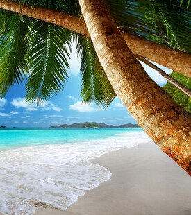 热带海滩椰树与碧海蓝天