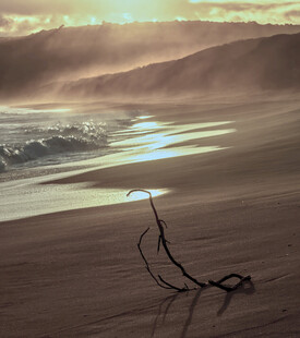 夕阳下海滩上的孤独树枝