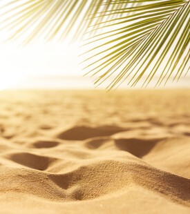 沙滩上的棕榈叶光影