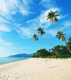 美丽沙滩与挺拔椰子树