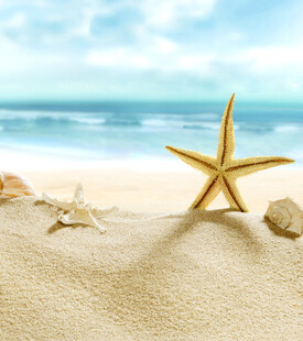 沙滩上的海星与贝壳