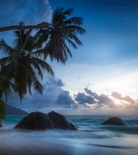 海边椰树日落美景