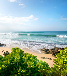美丽海滨风光绿植伴海浪